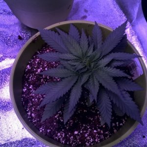 Week 5 Veg Organic Grow, more height or flower?