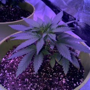 Week 5 Veg Organic Grow, more height or flower?