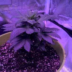 Week 5 Veg Organic Grow, more height or flower?