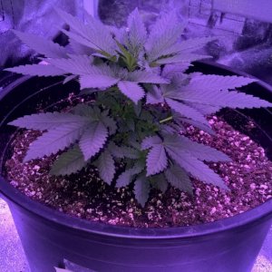 Week 5 Veg Organic Grow, more height or flower?