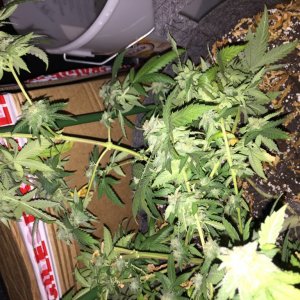 Lower bud growth