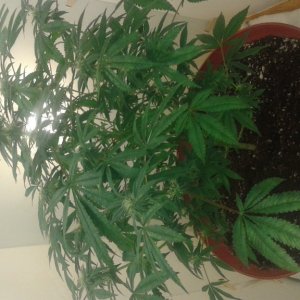 Flowering week 3