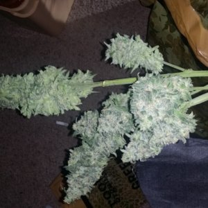 Blue Dream Hydroponic mid Colas