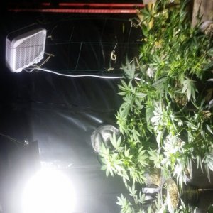 Crazy Growdome veg