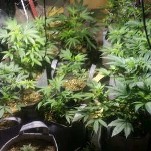 Crazy Growdome veg