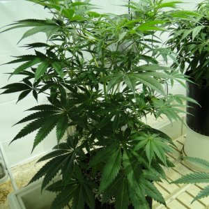 Organic Jilly Bean in Veg.-1/6/16