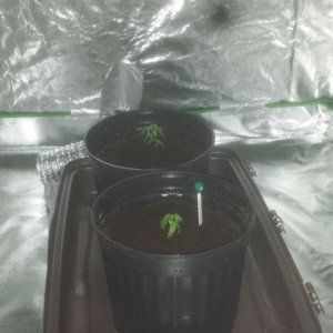 Them transplanted