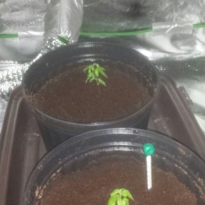 Them transplanted