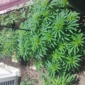 marijuana outdoor