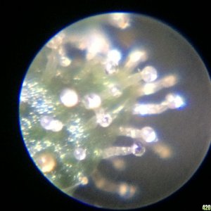 Trichomes_6