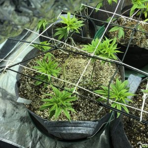 Mainining grow