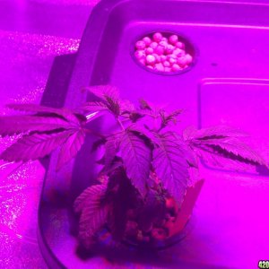 Grow Journal Pictures