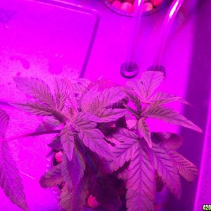 Grow Journal Pictures