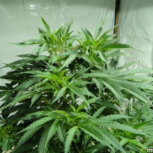 Organic Jilly Bean in Veg.-1/9/16