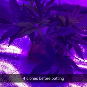 Starting my first grow :)