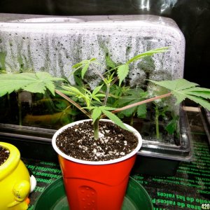 Jilly Bean Cutting-Day 1-1/12/16