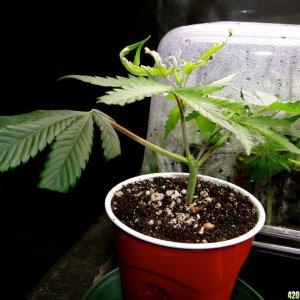 Jilly Bean Cutting-Day 1-1/12/16