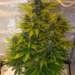 60 days NL plant need some opinion