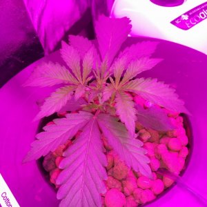 Cotton Candy - Day 17