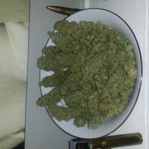 Bordello Bowl of Buds