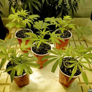 Solo Cup Competition Entries-Jilly Bean Cuttings-1/15/16