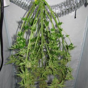 day087_sprout_day055_12-12_2