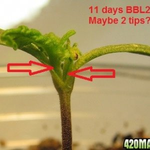 2 tips 11 days BBL2