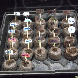 Seedlings