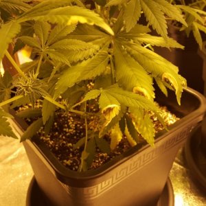 1st grow problems