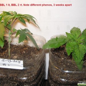 Grow day 35