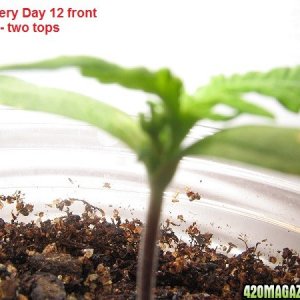 Grow day 35