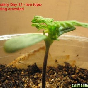 Grow day 35