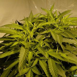 Organic Jilly Bean in Flowering-Day 4-1/18/16