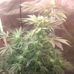 Barbara bud - flower week 3 half - day 69