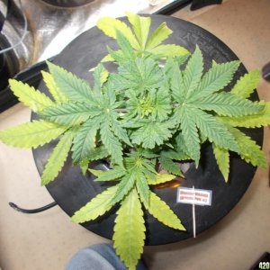 Trimmed and Trained Wonder Woman 33 days