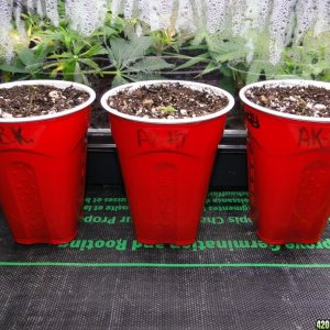 Solo Cup Competition Entries-Bubba Kush and AK-47 Seedlings-1/19/16