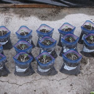 Seedlings