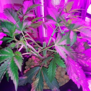 Topping Day and start of LST