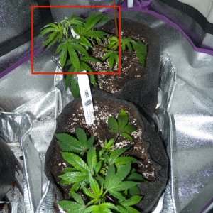 LST and Foliar Feed