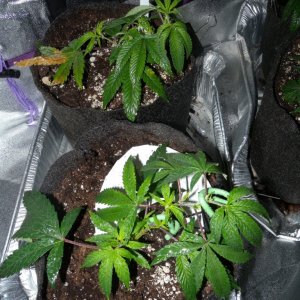 LST and Foliar Feed