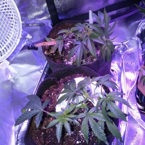 LST and Foliar Feed