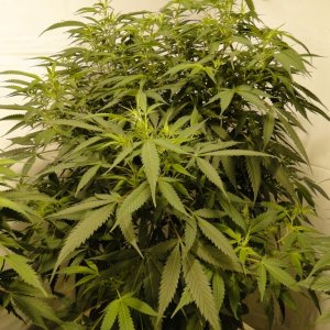 Organic Jilly Bean in Flowering-Day 7-1/21/16