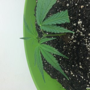 T5 Micro Grow