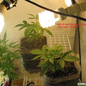 1-22-2016 Perpetual Grow