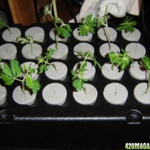 flowering clones