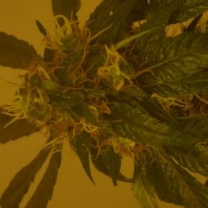 Kountrygrow 1st grow