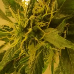 Kountrygrow 1st grow