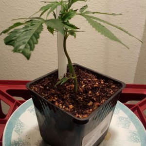 first grow