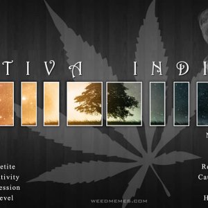 sativa-indica-compare-weedmemes