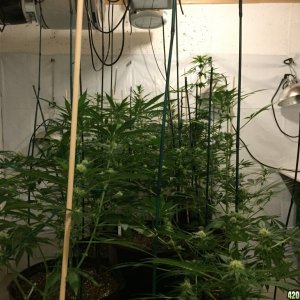 Grow_5_1:25:16_F_Day_28